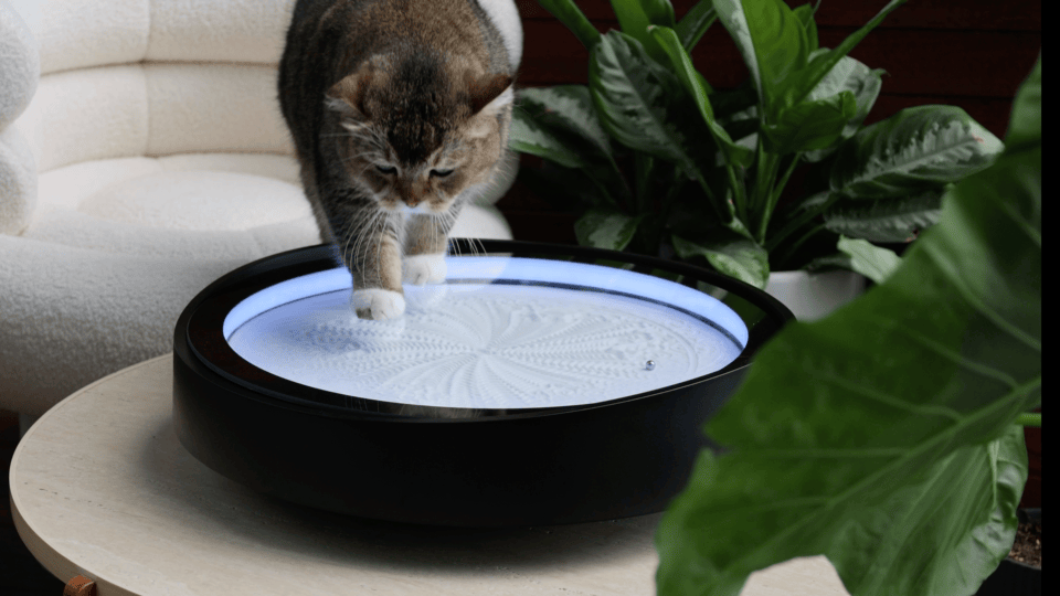 猫2 2.gif__PID:4b578320-1ec3-41d5-abb1-53b46c72bbd11621243260e1af0c20-0